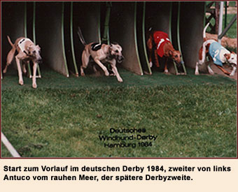 Start zum Vorlauf im deutschen Derby 1984, zweiter von links Antuci vom rauhen Meer, der spter Derbyzweite